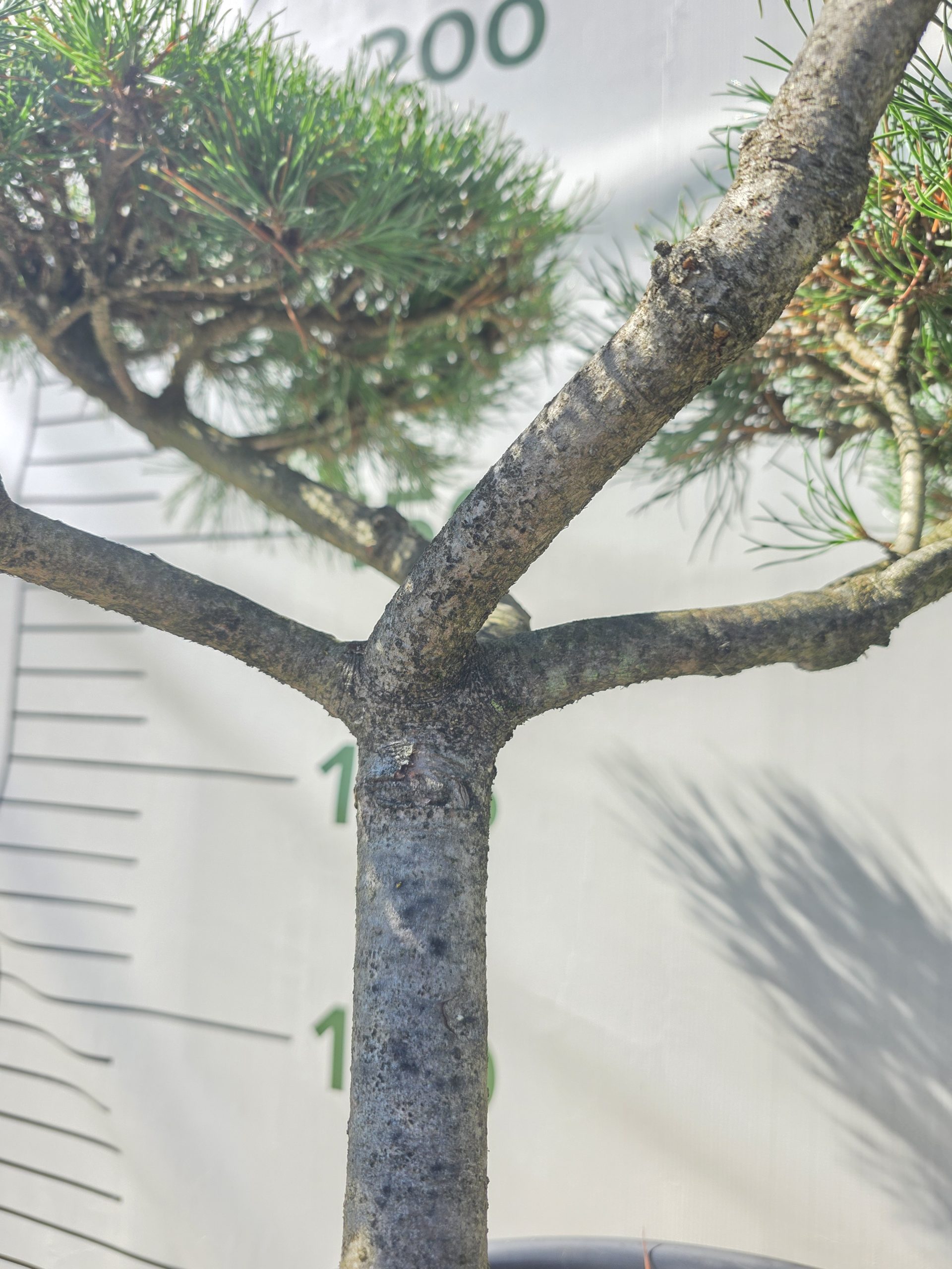 Pušis kalninė „Uola“ (SODO BONSAI, lot. Pinus mugo) C45 103–123 CM - Image 4