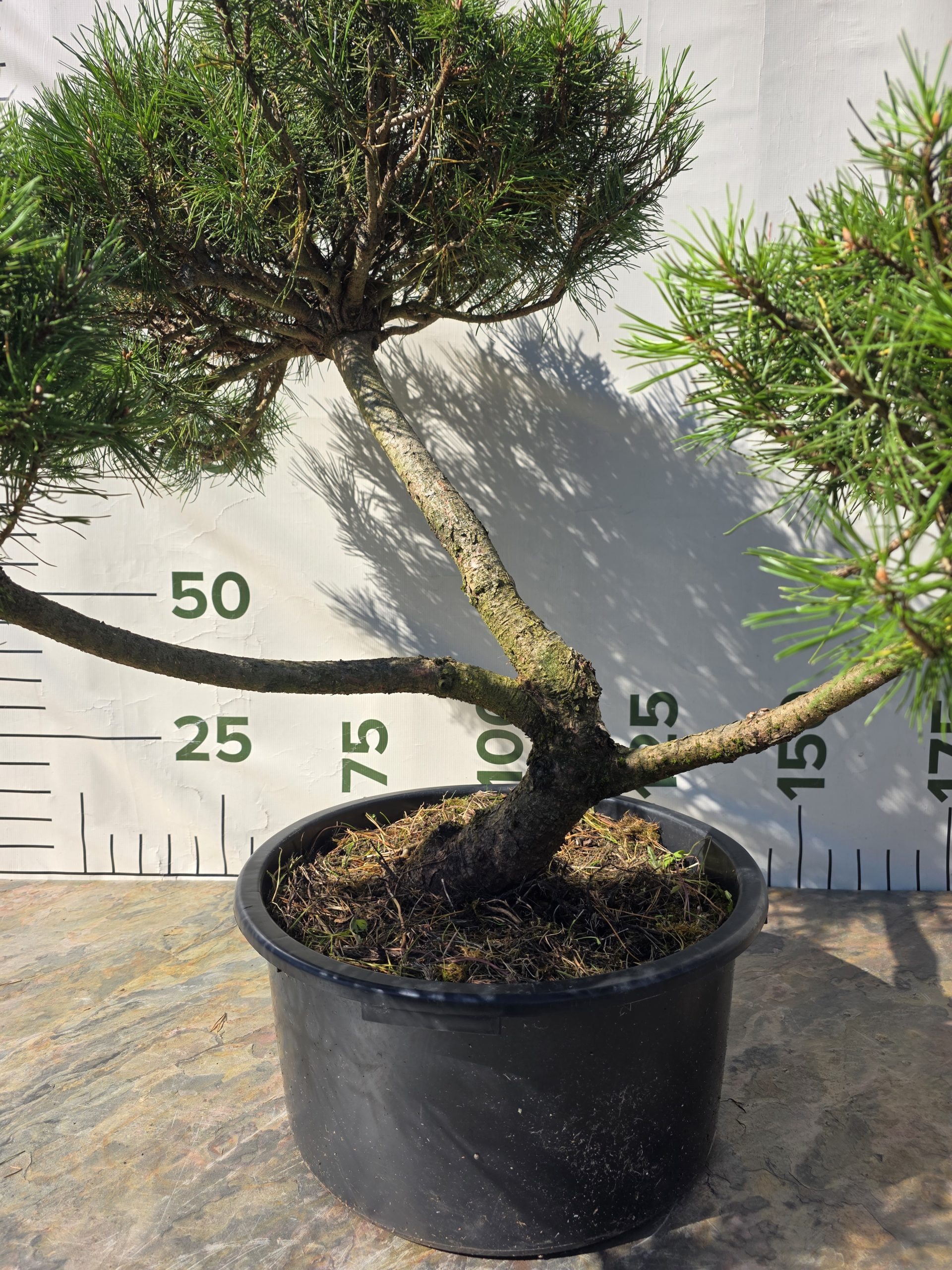Pušis kalninė „Uola“ (SODO BONSAI, lot. Pinus mugo) C45 103–123 CM - Image 6