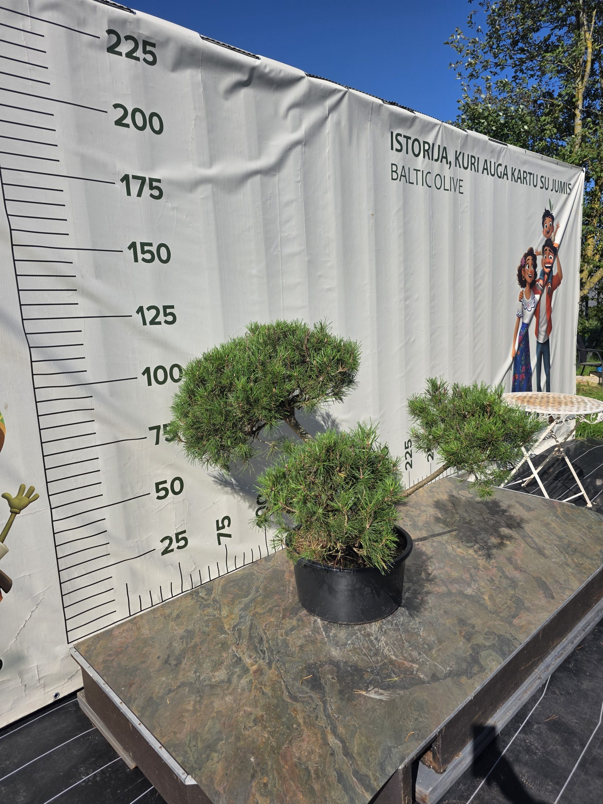 Pušis kalninė „Uola“ (SODO BONSAI, lot. Pinus mugo) C45 103–123 CM - Image 8