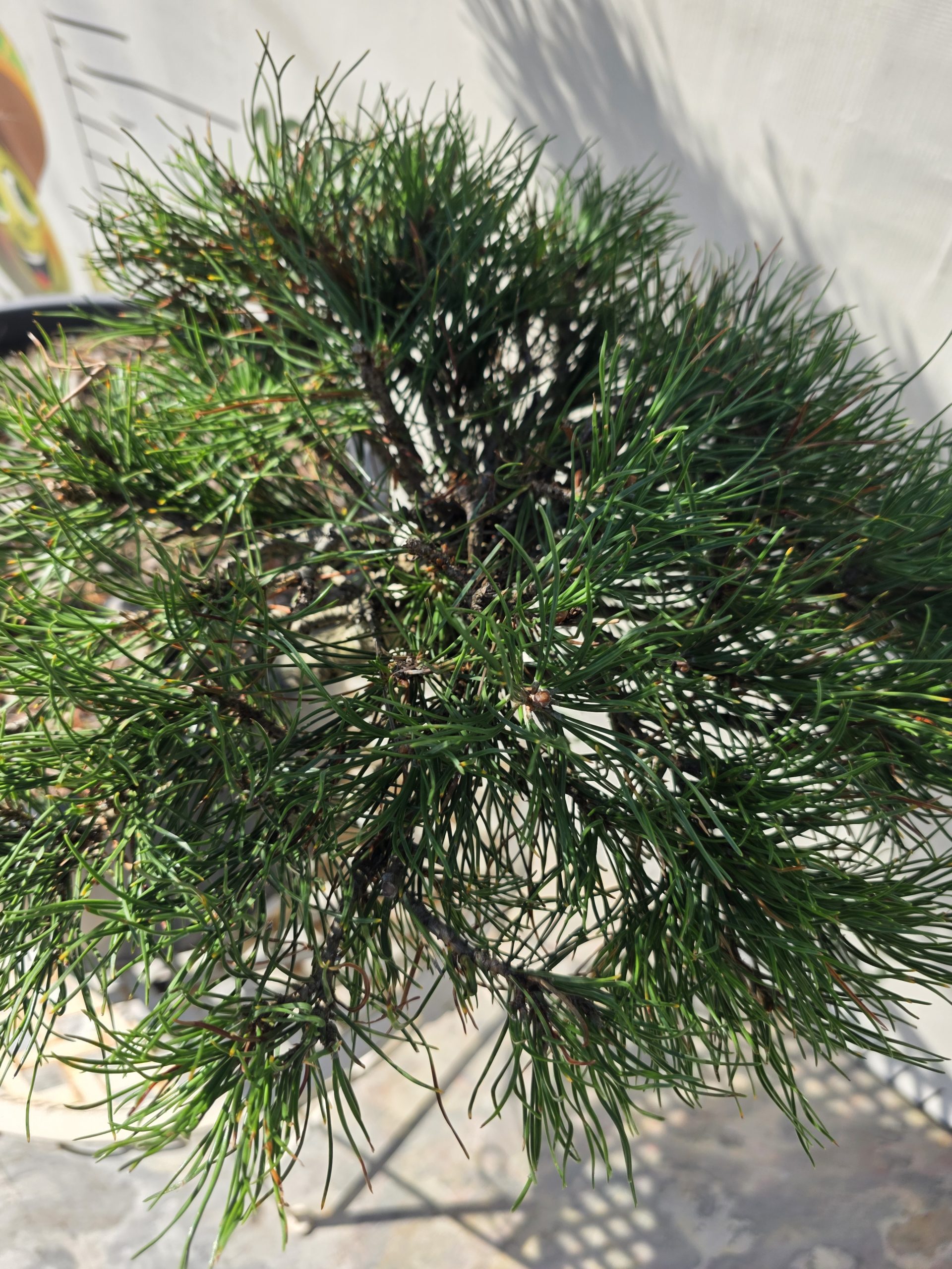 Pušis kalninė „Uola“ (SODO BONSAI, lot. Pinus mugo) C45 103–123 CM - Image 9