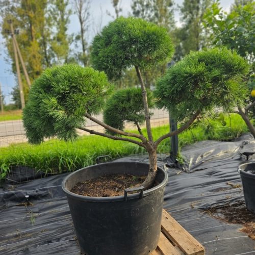 Pušis kalninė „Banga“ (SODO BONSAI, lot. Pinus mugo) C160 150–180 CM