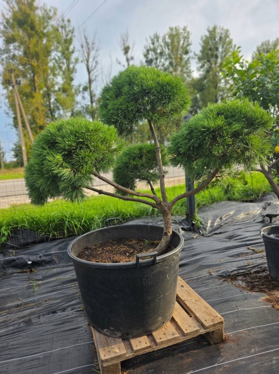 Pušis kalninė „Banga“ (SODO BONSAI, lot. Pinus mugo) C160 150–180 CM