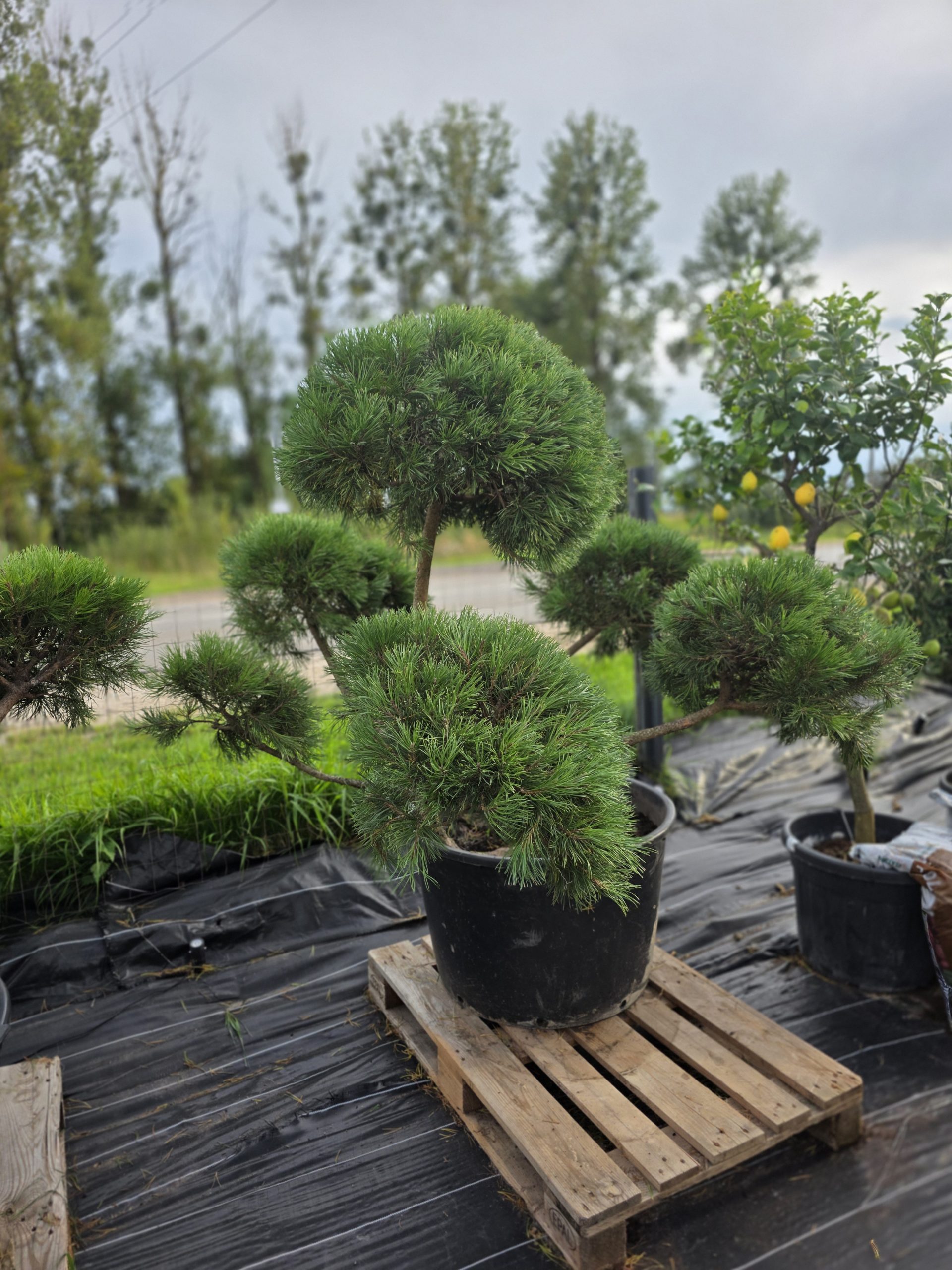 Pušis kalninė „Banga“ (SODO BONSAI, lot. Pinus mugo) C160 150–180 CM - Image 10