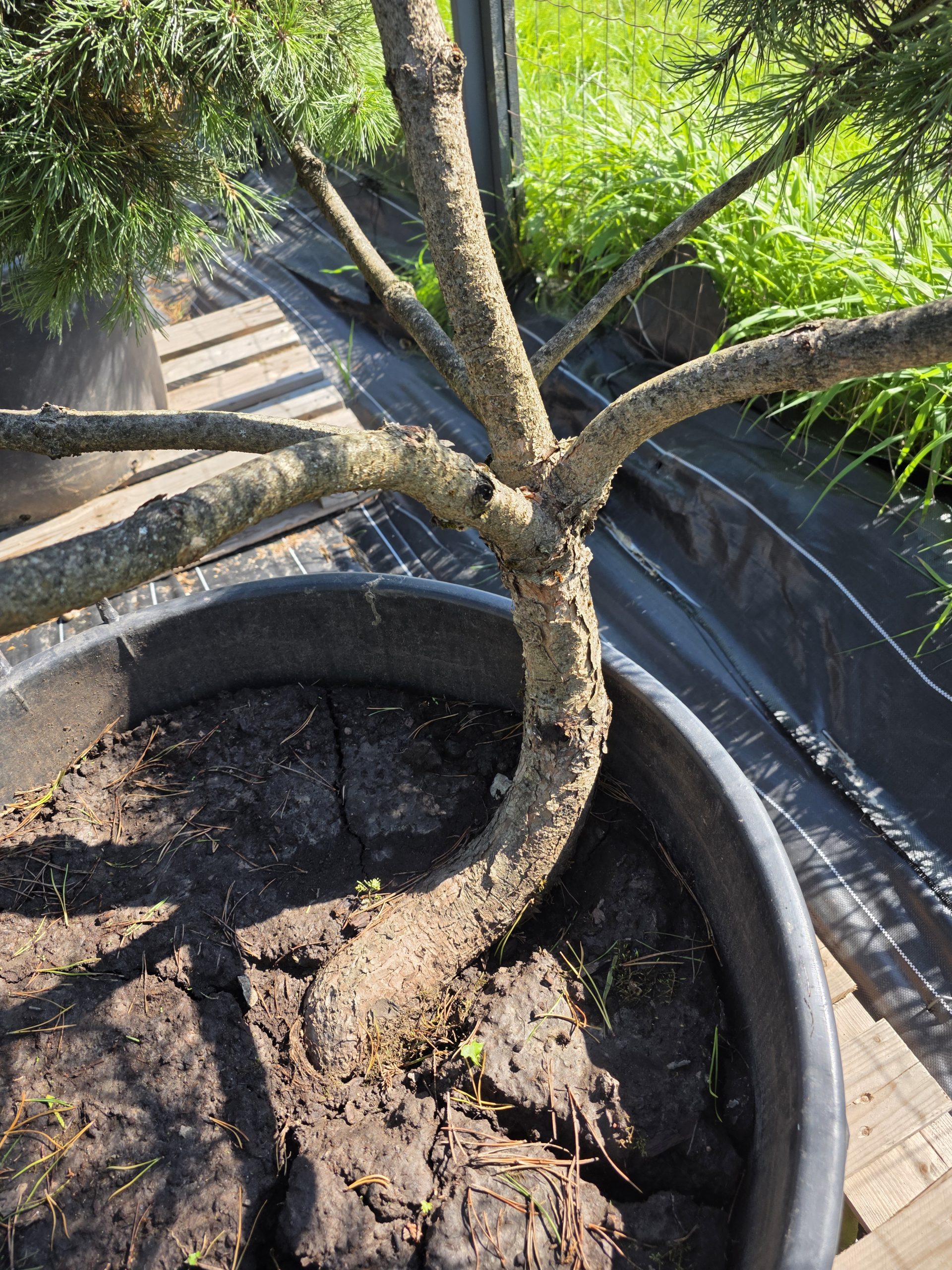 Pušis kalninė „Banga“ (SODO BONSAI, lot. Pinus mugo) C160 150–180 CM - Image 9