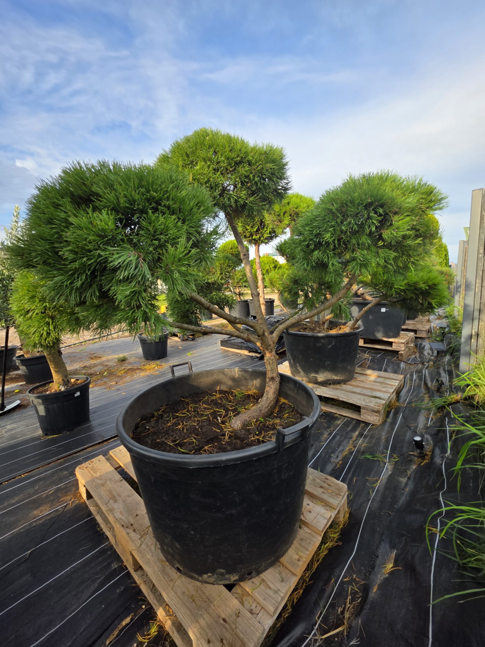 Pušis kalninė „Banga“ (SODO BONSAI, lot. Pinus mugo) C160 150–180 CM - Image 8