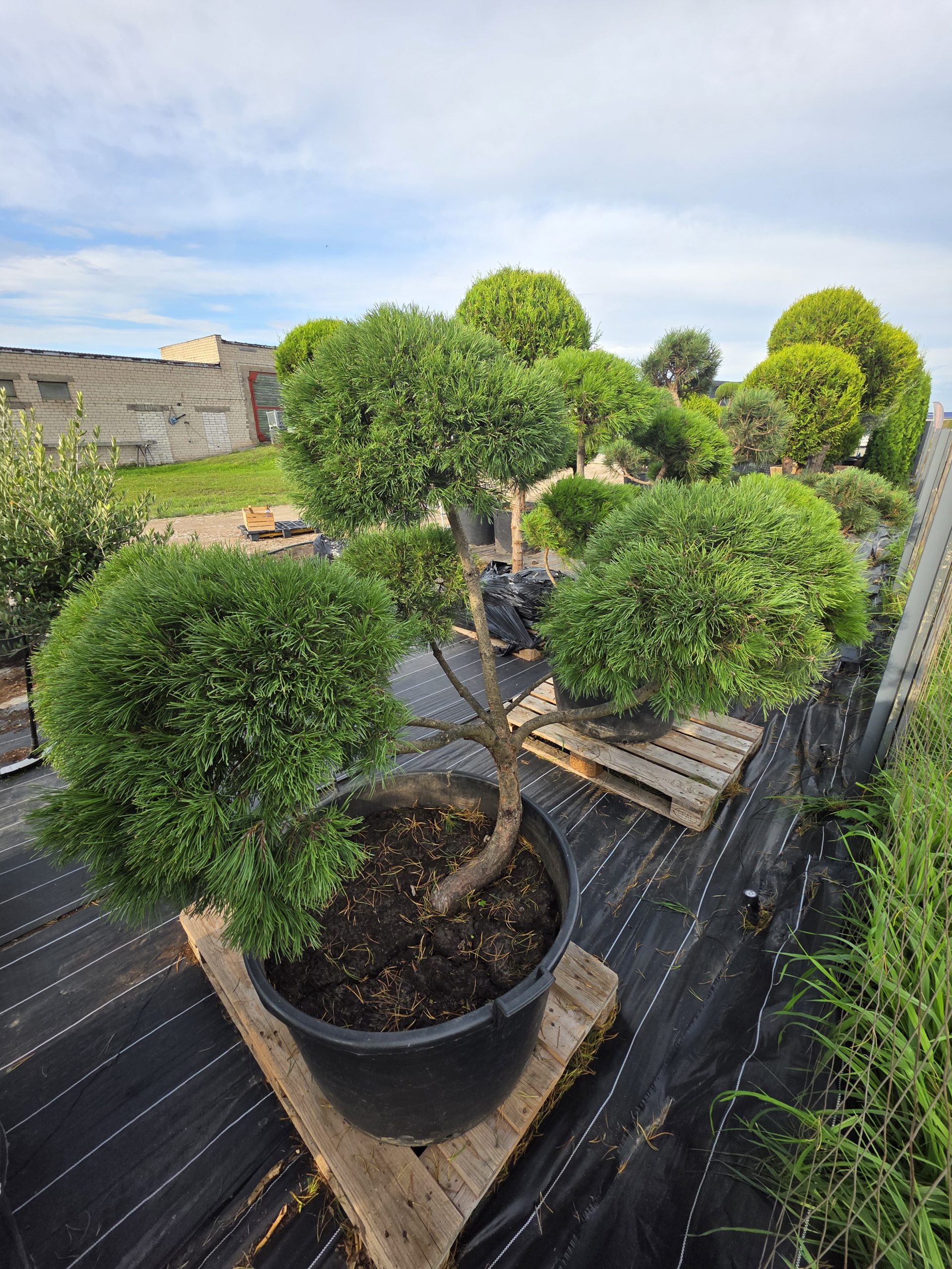 Pušis kalninė „Banga“ (SODO BONSAI, lot. Pinus mugo) C160 150–180 CM - Image 7
