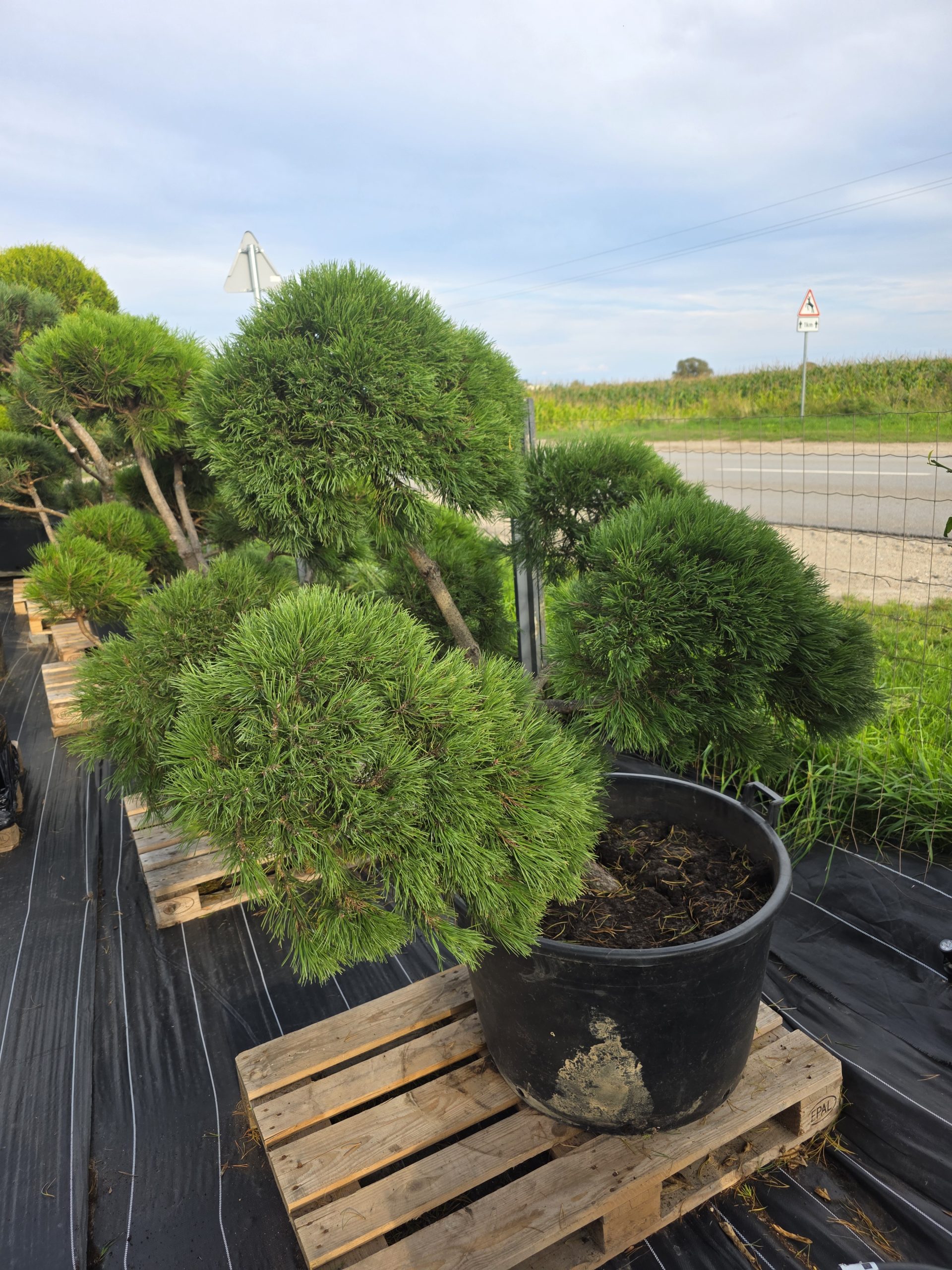 Pušis kalninė „Banga“ (SODO BONSAI, lot. Pinus mugo) C160 150–180 CM - Image 6