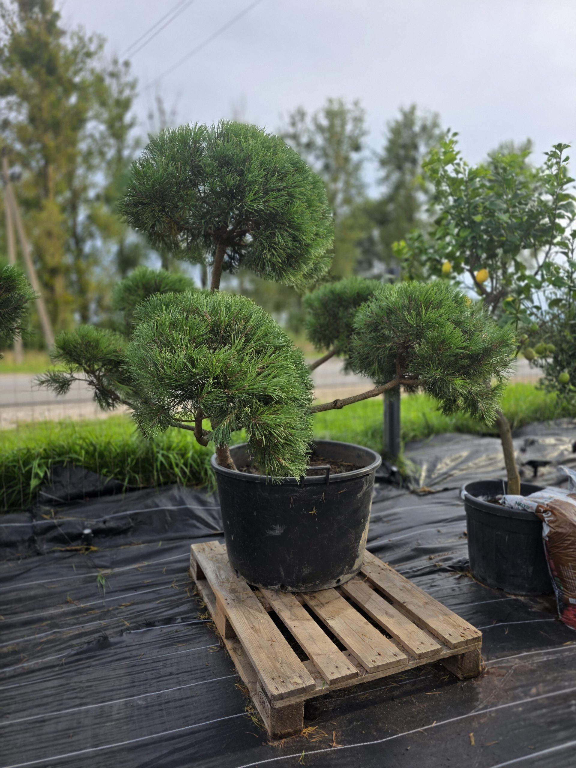 Pušis kalninė „Banga“ (SODO BONSAI, lot. Pinus mugo) C160 150–180 CM - Image 5