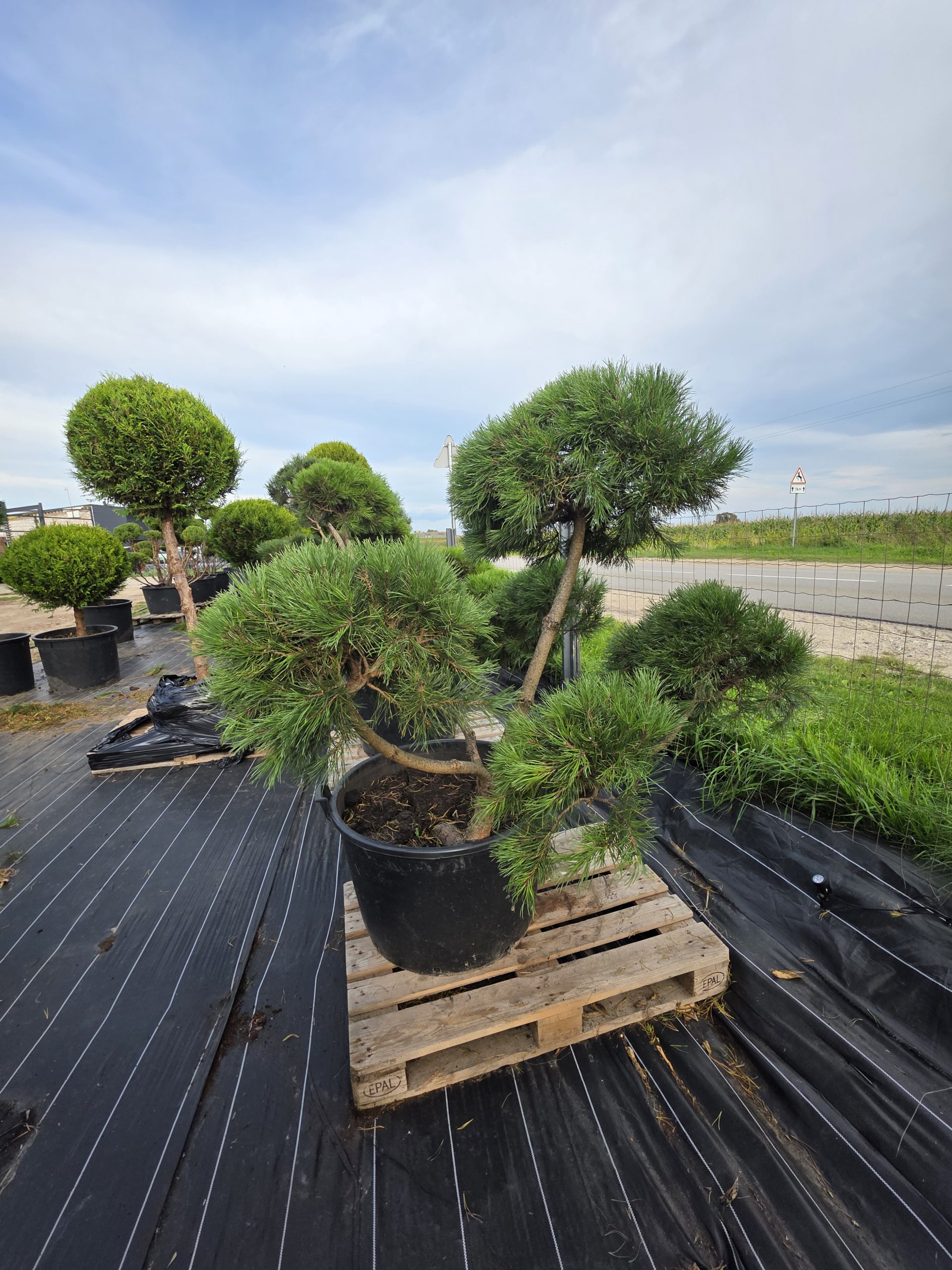 Pušis kalninė „Banga“ (SODO BONSAI, lot. Pinus mugo) C160 150–180 CM - Image 3