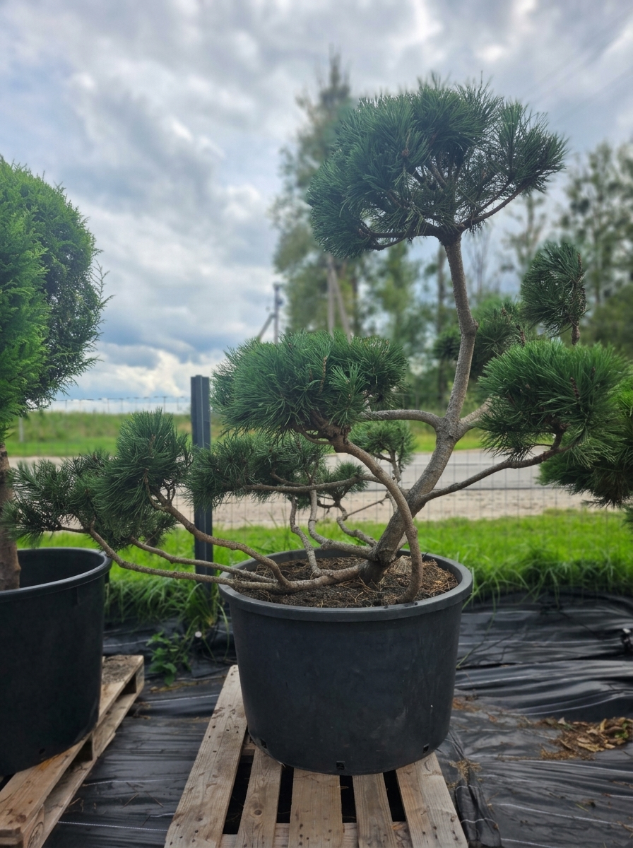 Pušis kalninė „Krivis“ (SODO BONSAI, lot. Pinus mugo) C285 162–215 CM - Image 3