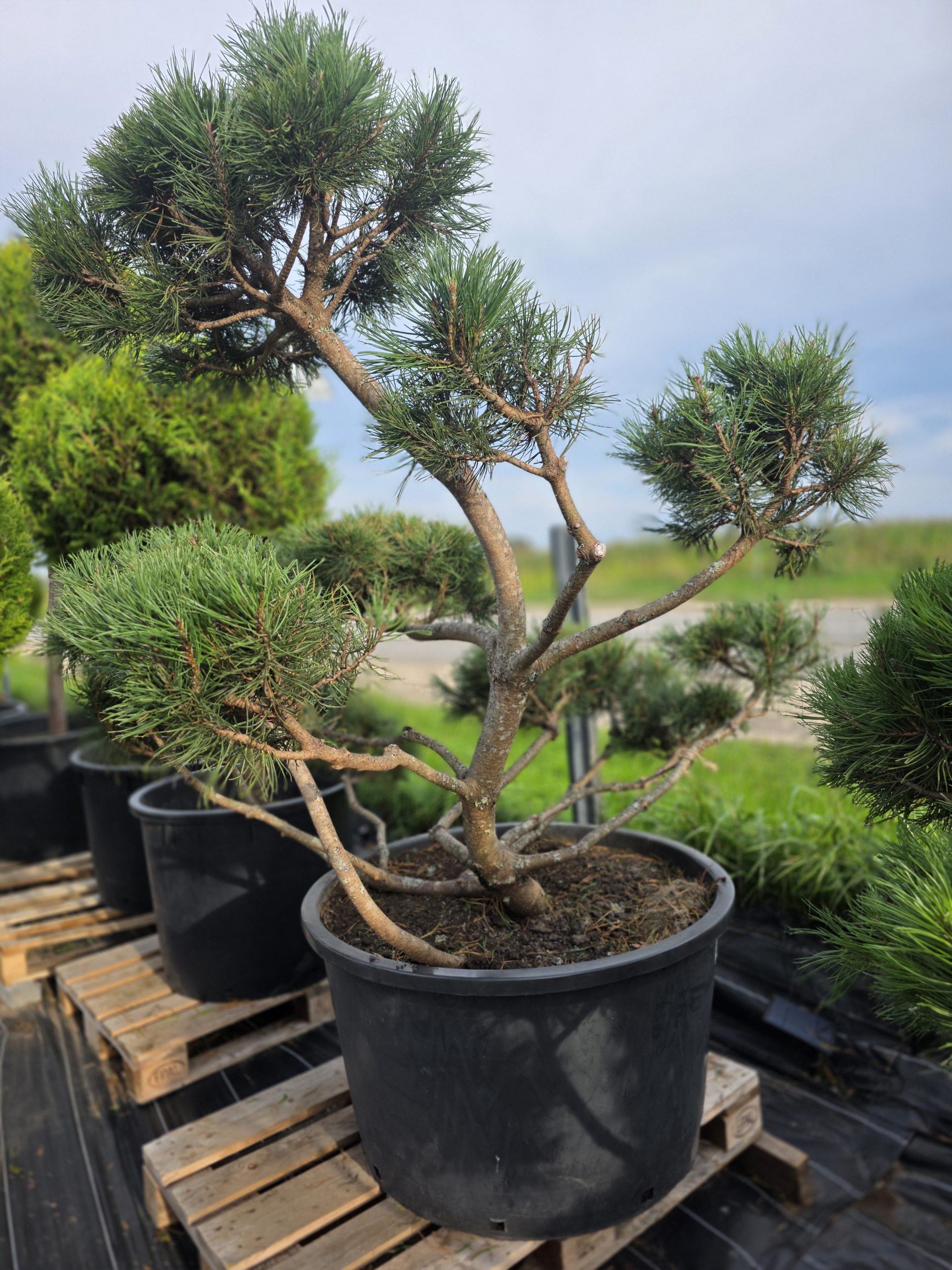 Pušis kalninė „Krivis“ (SODO BONSAI, lot. Pinus mugo) C285 162–215 CM - Image 4
