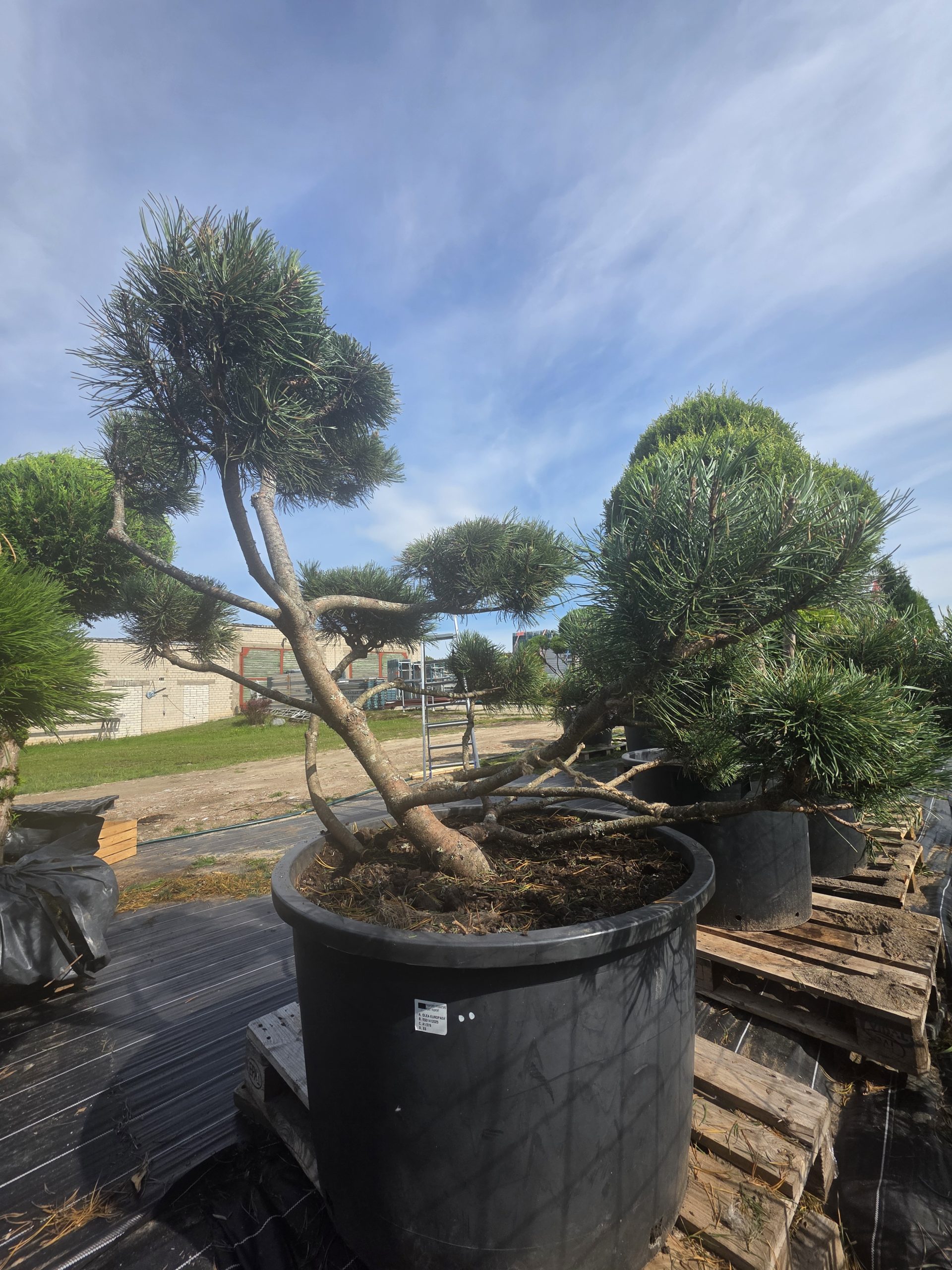 Pušis kalninė „Krivis“ (SODO BONSAI, lot. Pinus mugo) C285 162–215 CM - Image 6