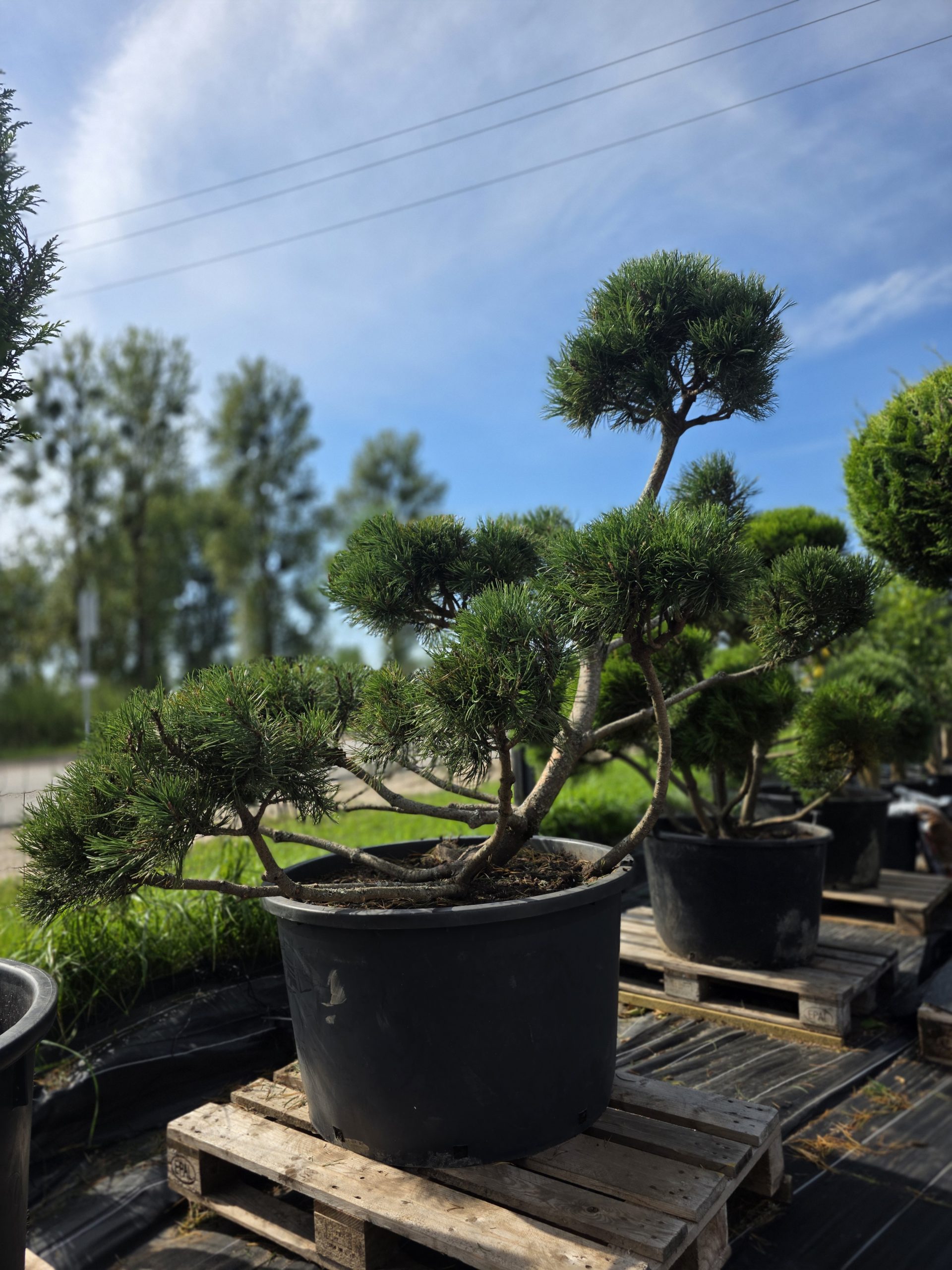 Pušis kalninė „Krivis“ (SODO BONSAI, lot. Pinus mugo) C285 162–215 CM - Image 7