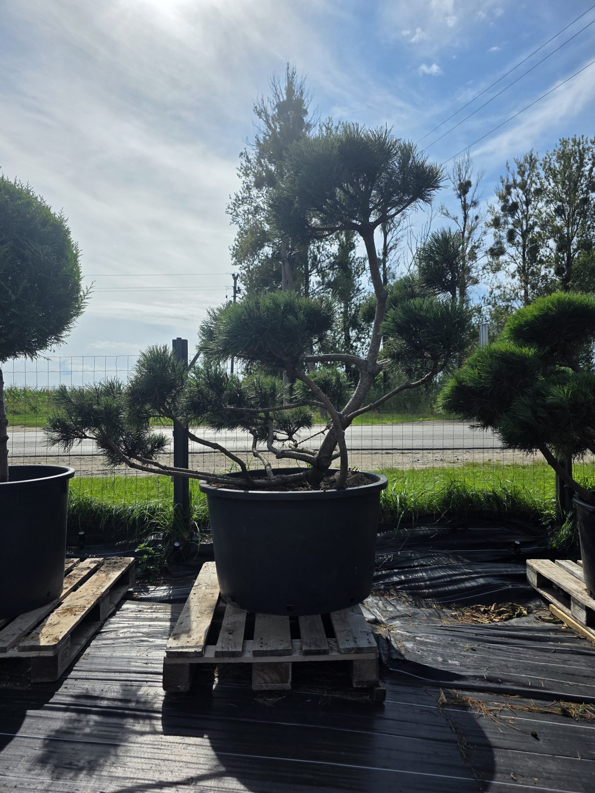 Pušis kalninė „Krivis“ (SODO BONSAI, lot. Pinus mugo) C285 162–215 CM - Image 8
