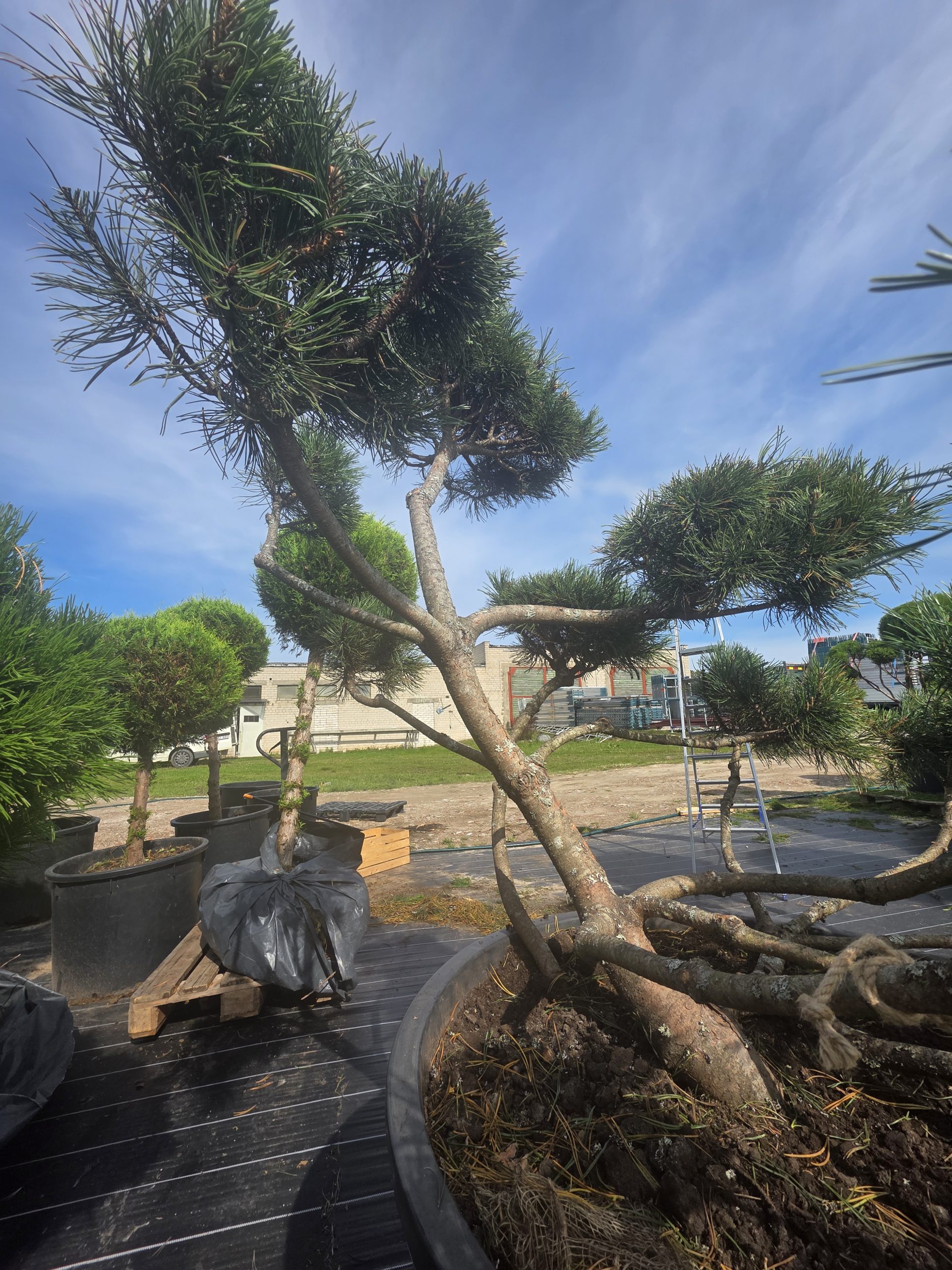 Pušis kalninė „Krivis“ (SODO BONSAI, lot. Pinus mugo) C285 162–215 CM - Image 9