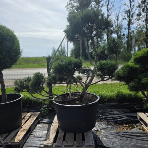 Pušis kalninė „Krivis“ (SODO BONSAI, lot. Pinus mugo) C285 162–215 CM