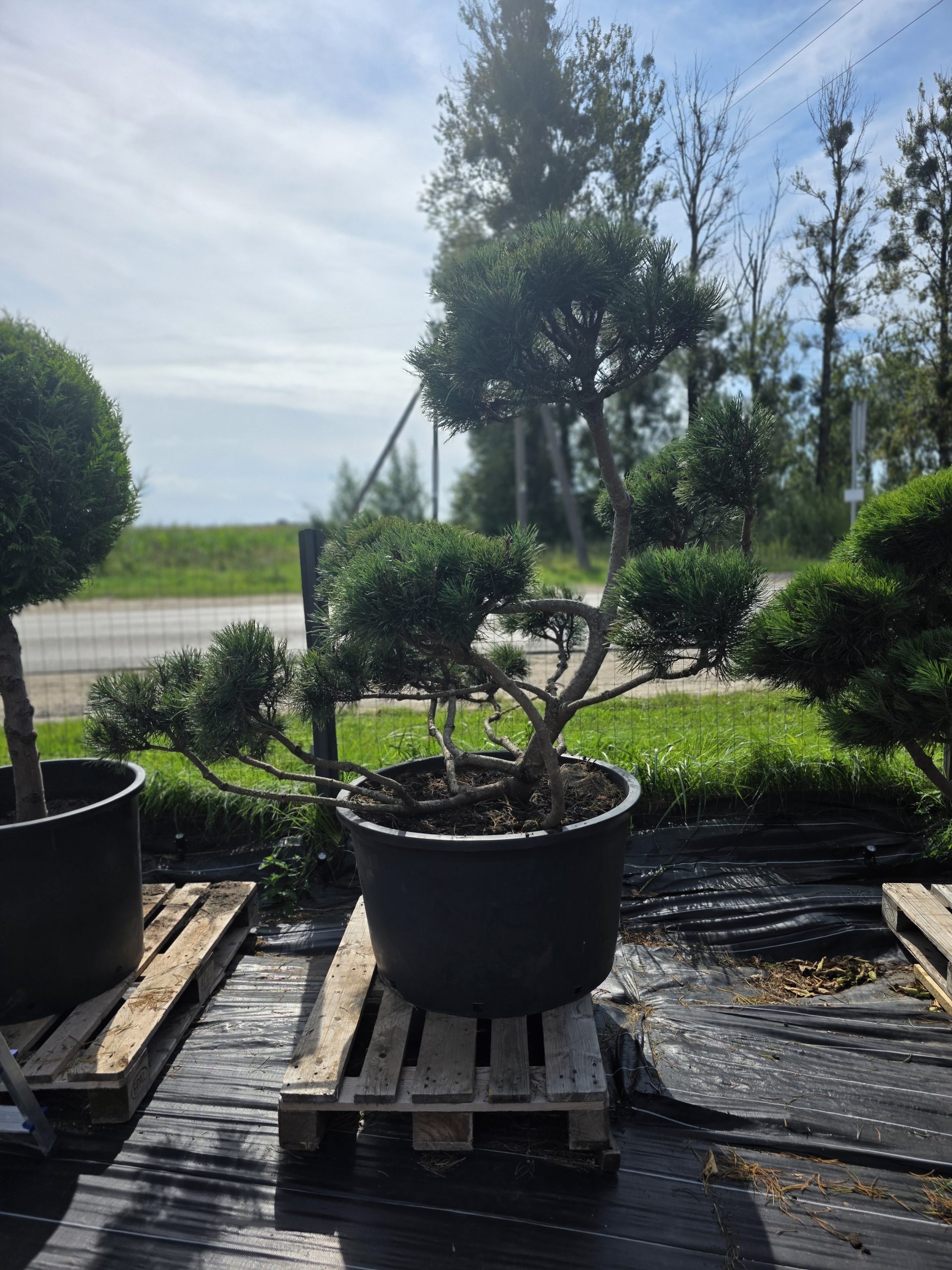 Pušis kalninė „Krivis“ (SODO BONSAI, lot. Pinus mugo) C285 162–215 CM