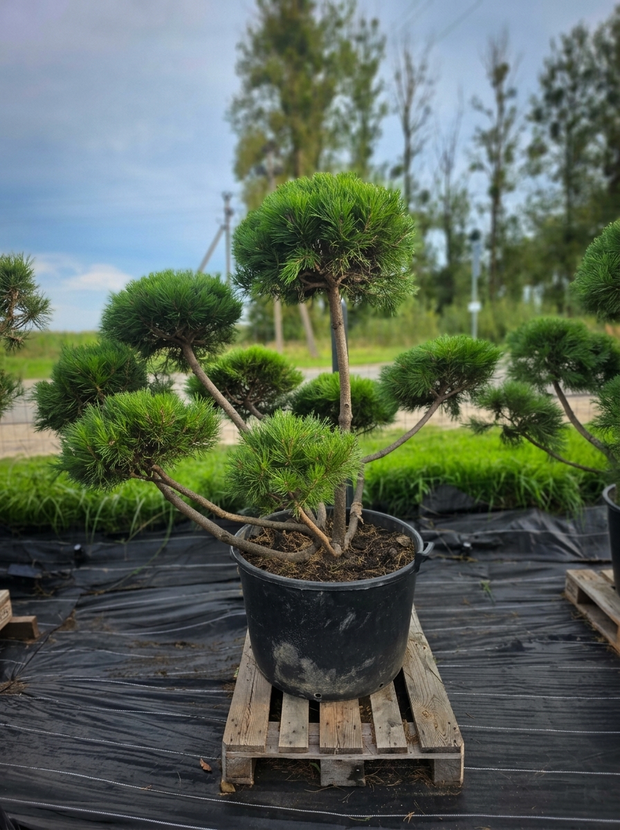 Pušis kalninė „Ugnis“ (SODO BONSAI, lot. Pinus mugo) C160 145–188 CM - Image 3