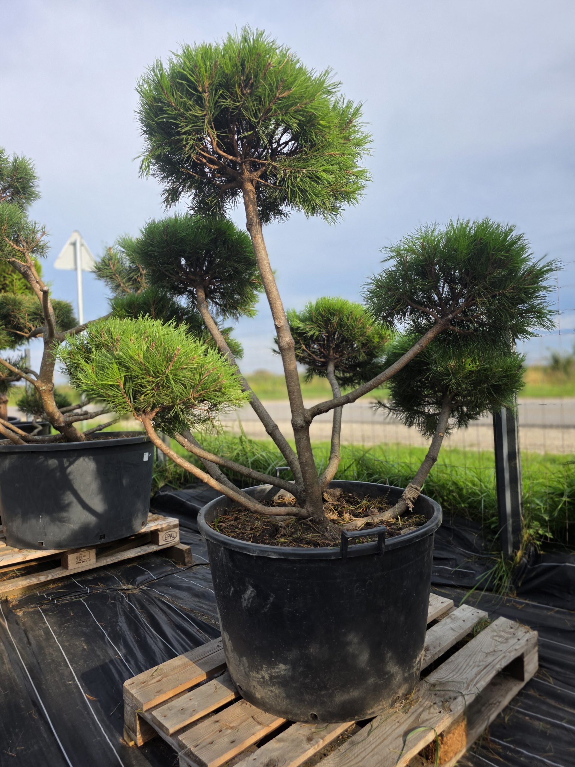 Pušis kalninė „Ugnis“ (SODO BONSAI, lot. Pinus mugo) C160 145–188 CM - Image 4