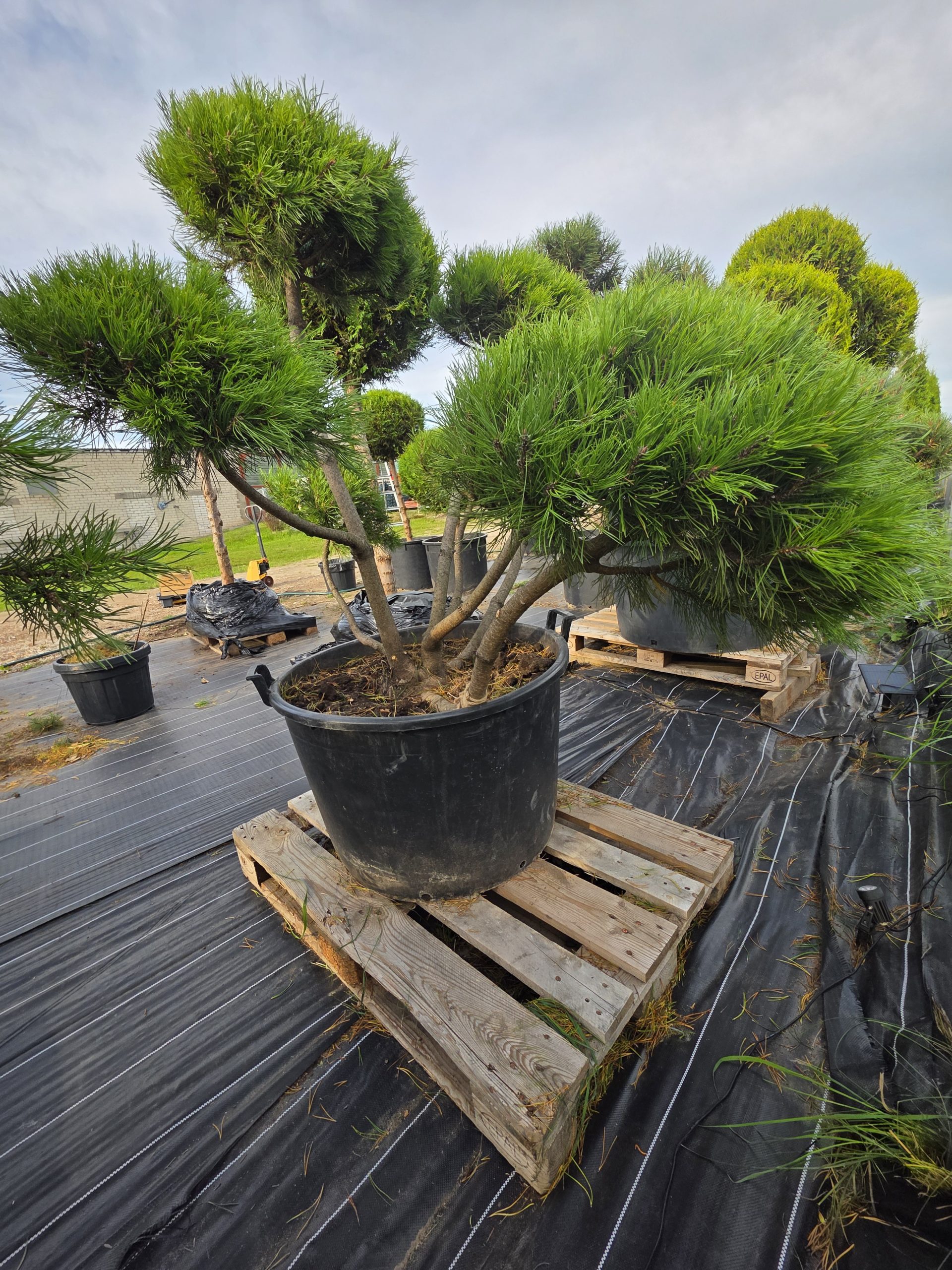 Pušis kalninė „Ugnis“ (SODO BONSAI, lot. Pinus mugo) C160 145–188 CM - Image 6
