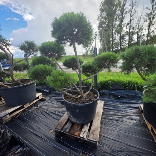 Pušis kalninė „Ugnis“ (SODO BONSAI, lot. Pinus mugo) C160 145–188 CM