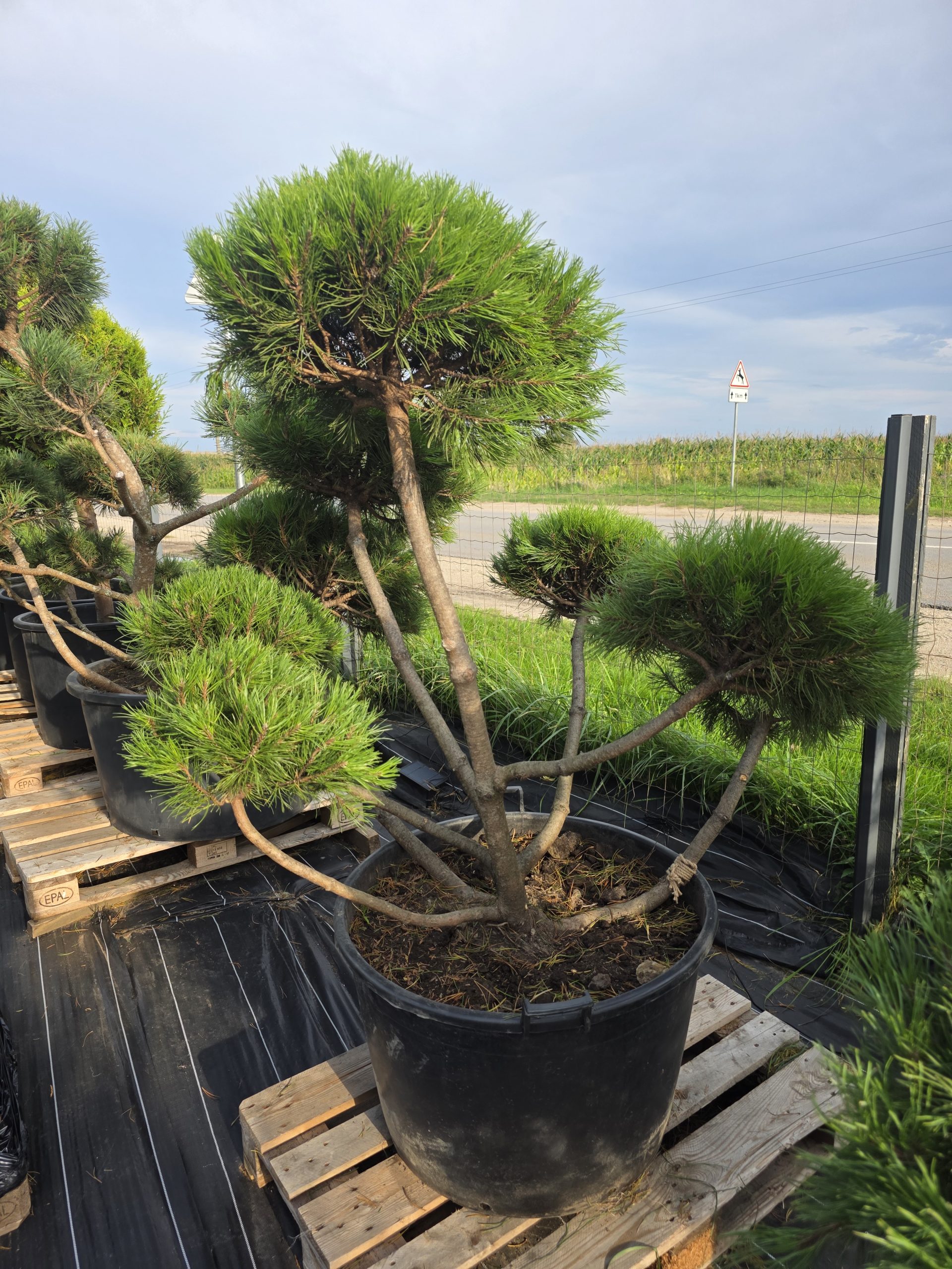 Pušis kalninė „Ugnis“ (SODO BONSAI, lot. Pinus mugo) C160 145–188 CM - Image 2