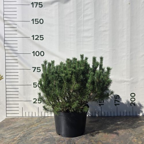 Pušis kalninė (lot. Pinus mugo) ‘Mughus’ C35 64–93 CM