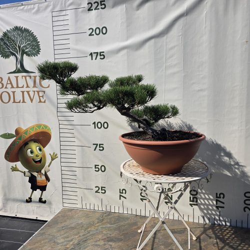 Pušis kalninė „Tėkmė“ (NIWAKI, lot. Pinus mugo) C31 44–69 CM