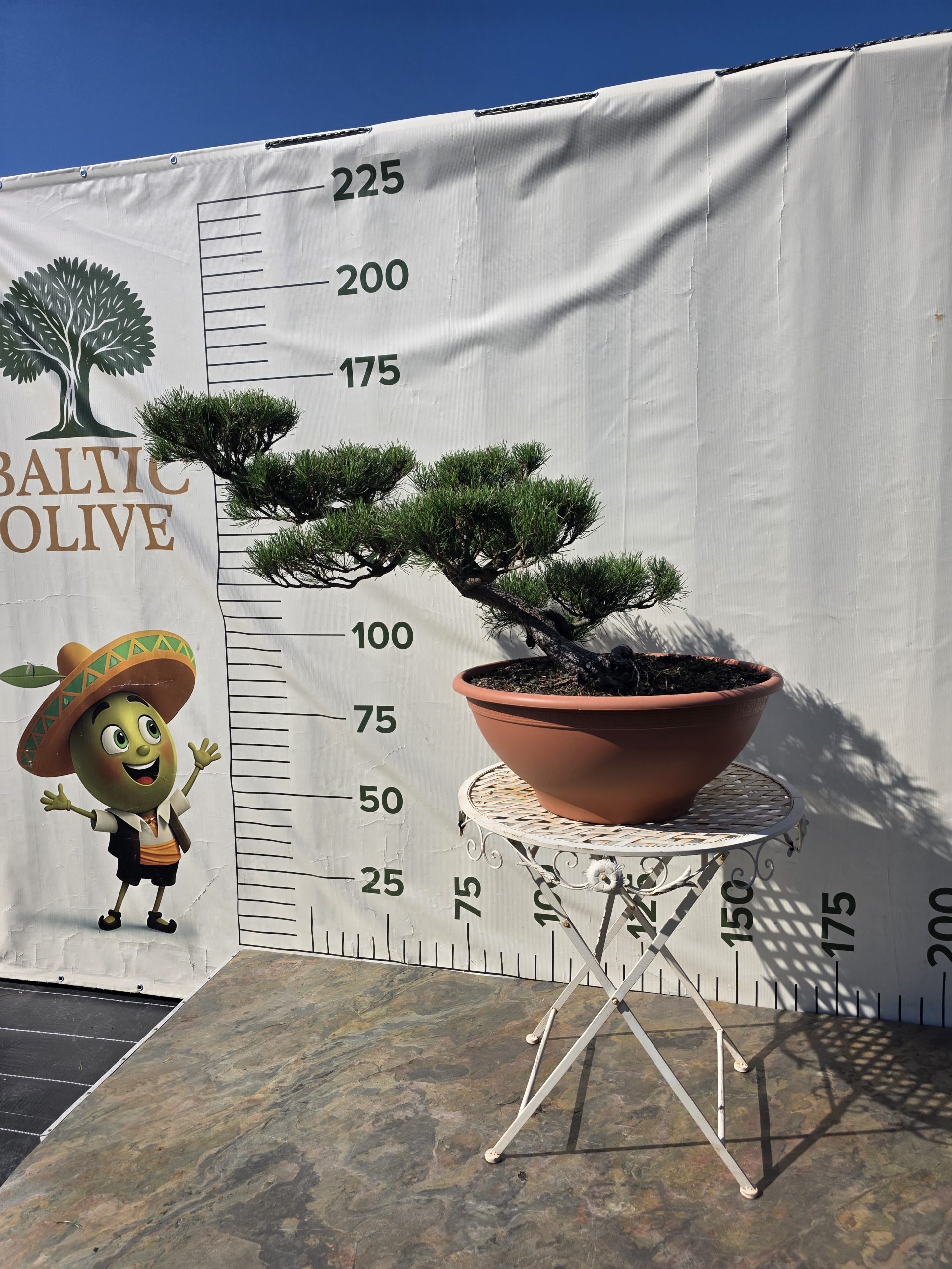 Pušis kalninė „Tėkmė“ (NIWAKI, lot. Pinus mugo) C31 44–69 CM