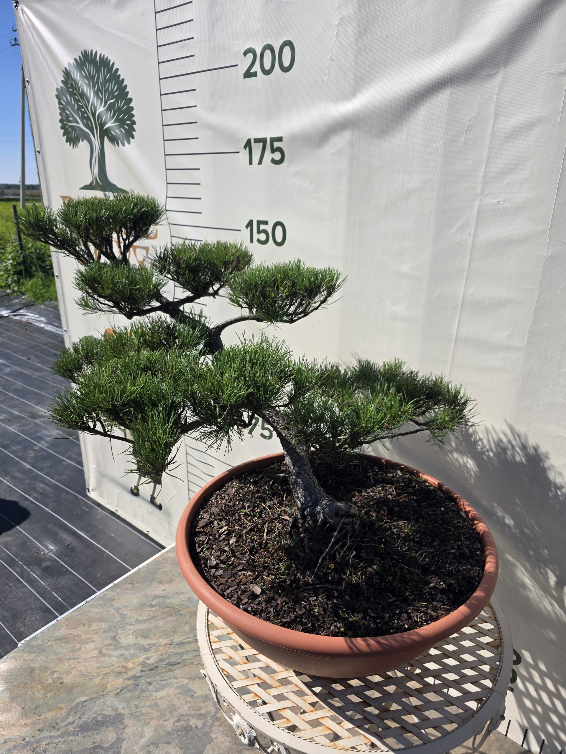 Pušis kalninė „Tėkmė“ (NIWAKI, lot. Pinus mugo) C31 44–69 CM - Image 4
