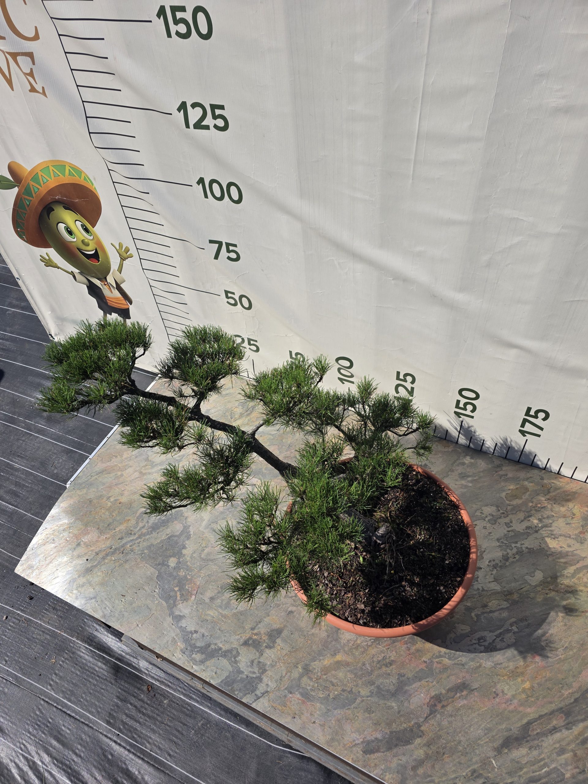 Pušis kalninė „Tėkmė“ (NIWAKI, lot. Pinus mugo) C31 44–69 CM - Image 5