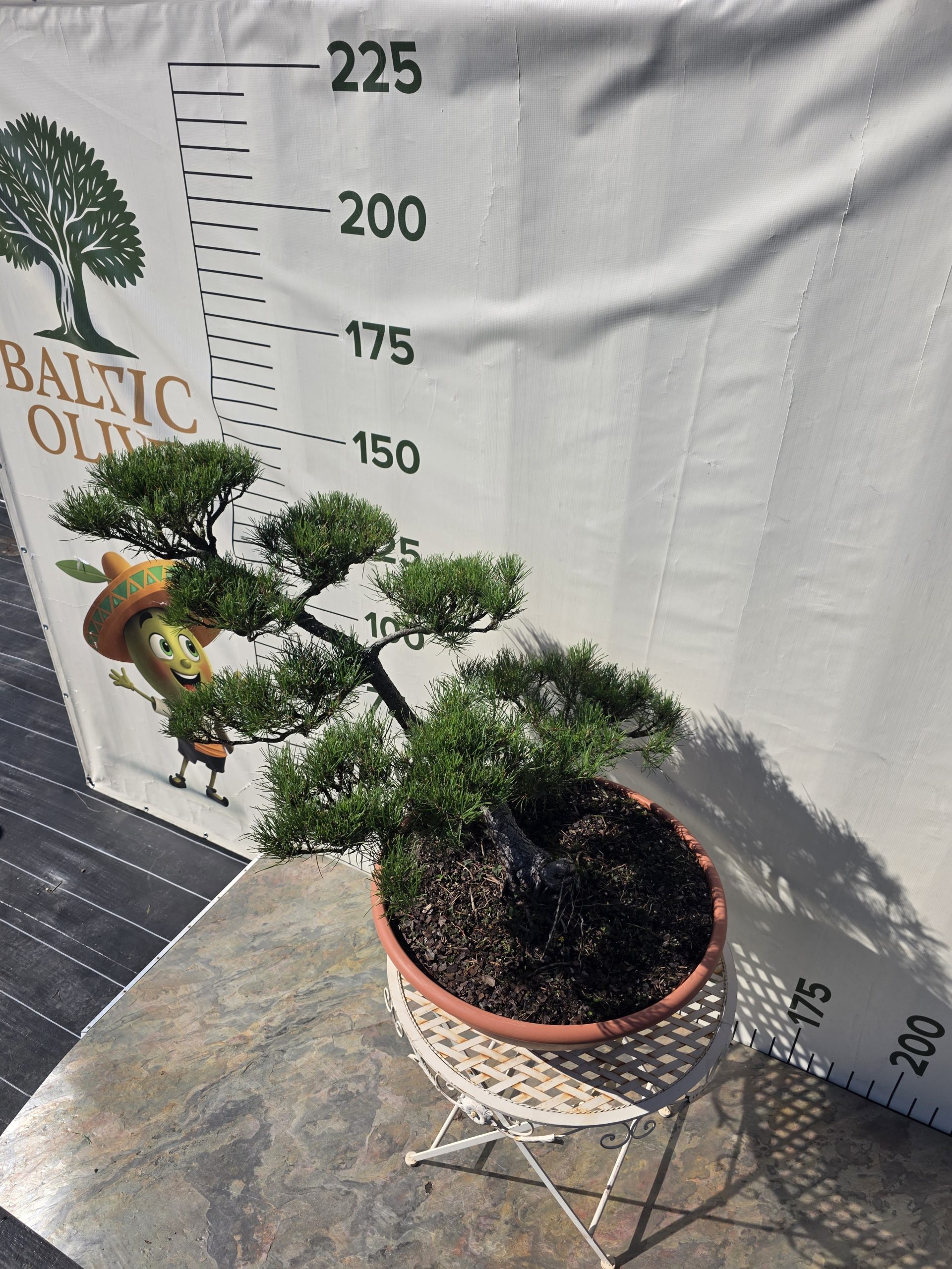 Pušis kalninė „Tėkmė“ (NIWAKI, lot. Pinus mugo) C31 44–69 CM - Image 8
