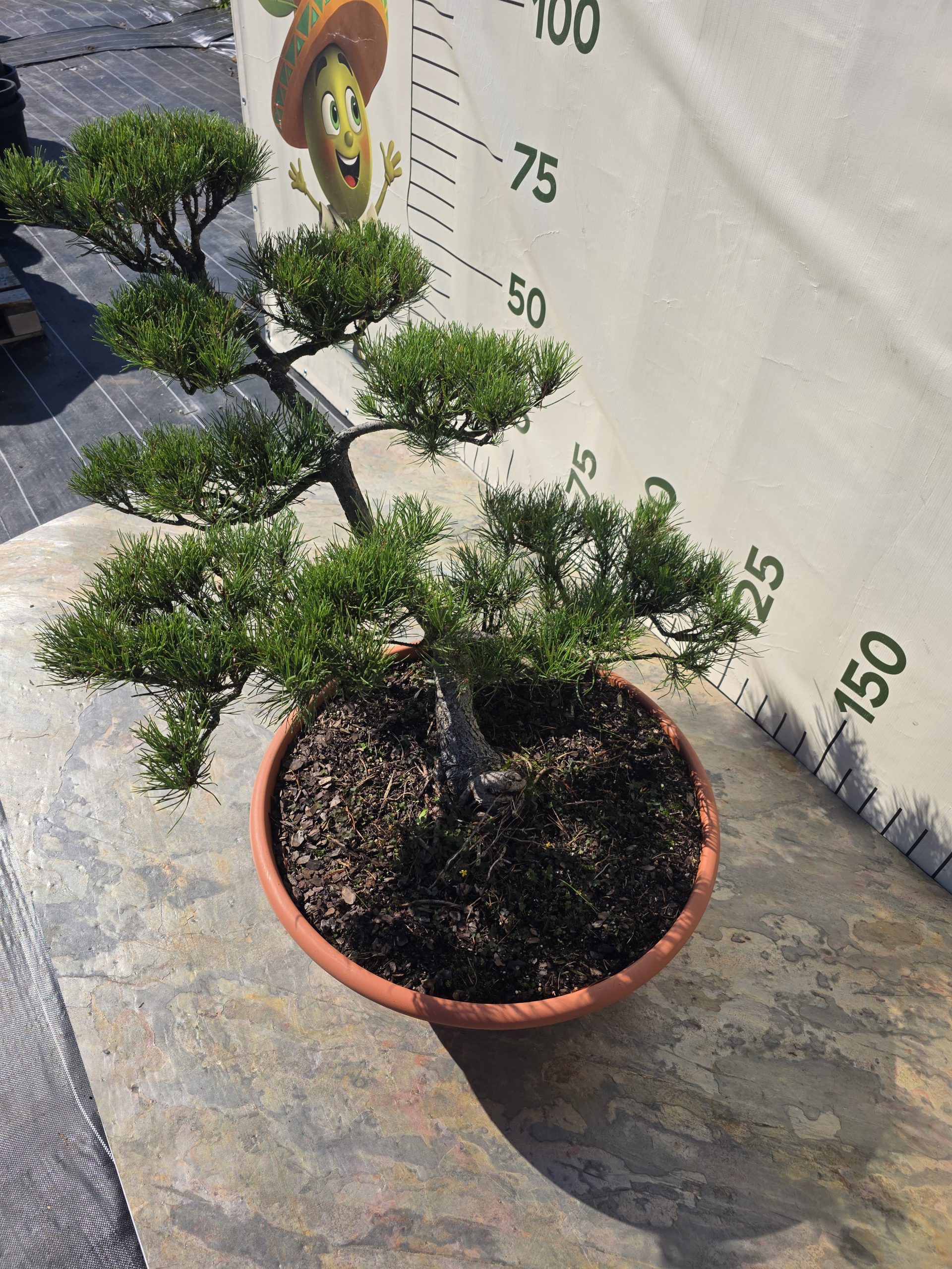 Pušis kalninė „Tėkmė“ (NIWAKI, lot. Pinus mugo) C31 44–69 CM - Image 9