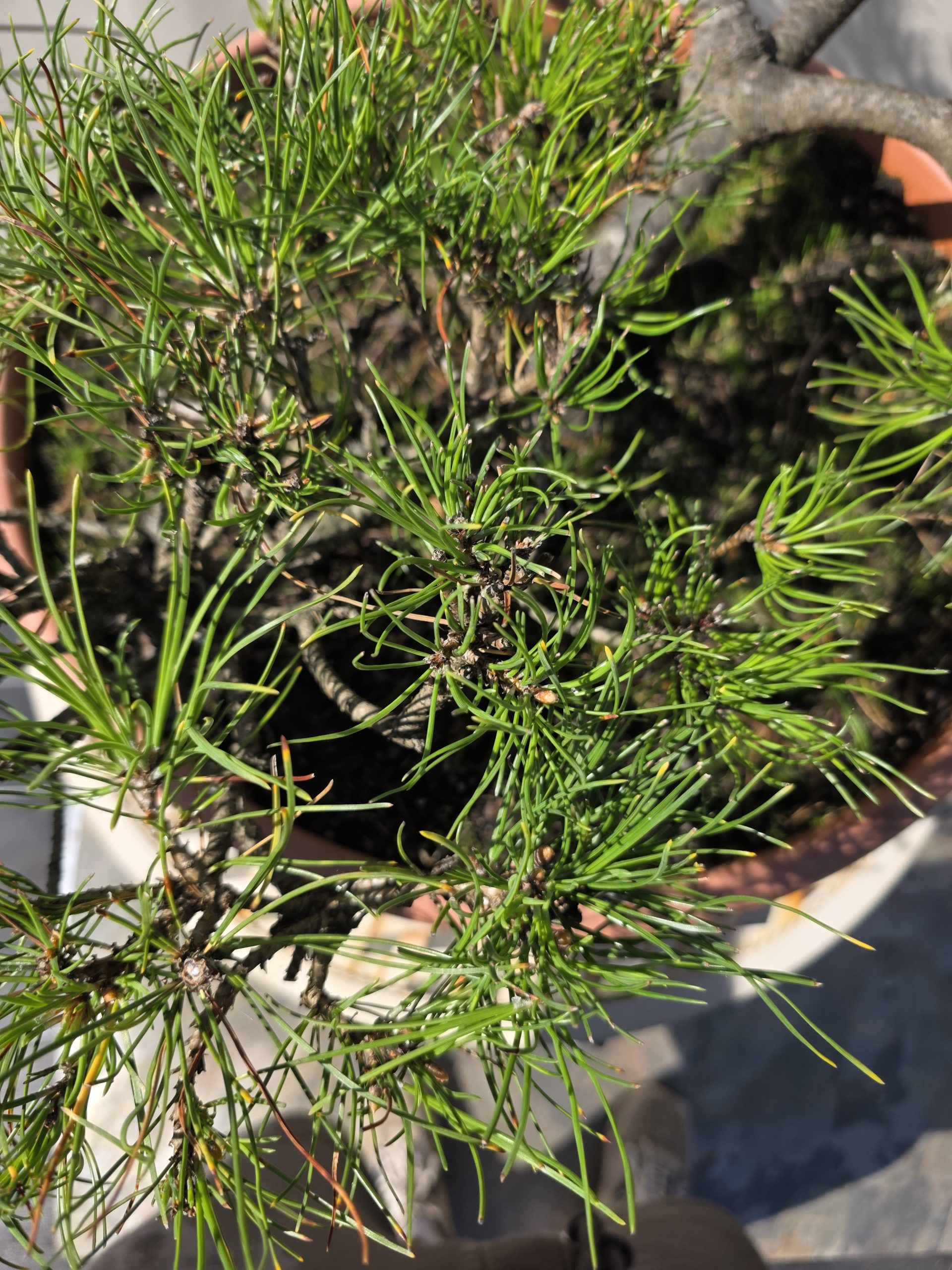 Pušis kalninė „Tyla“ (NIWAKI, lot. Pinus mugo) C31 51–76 CM - Image 10