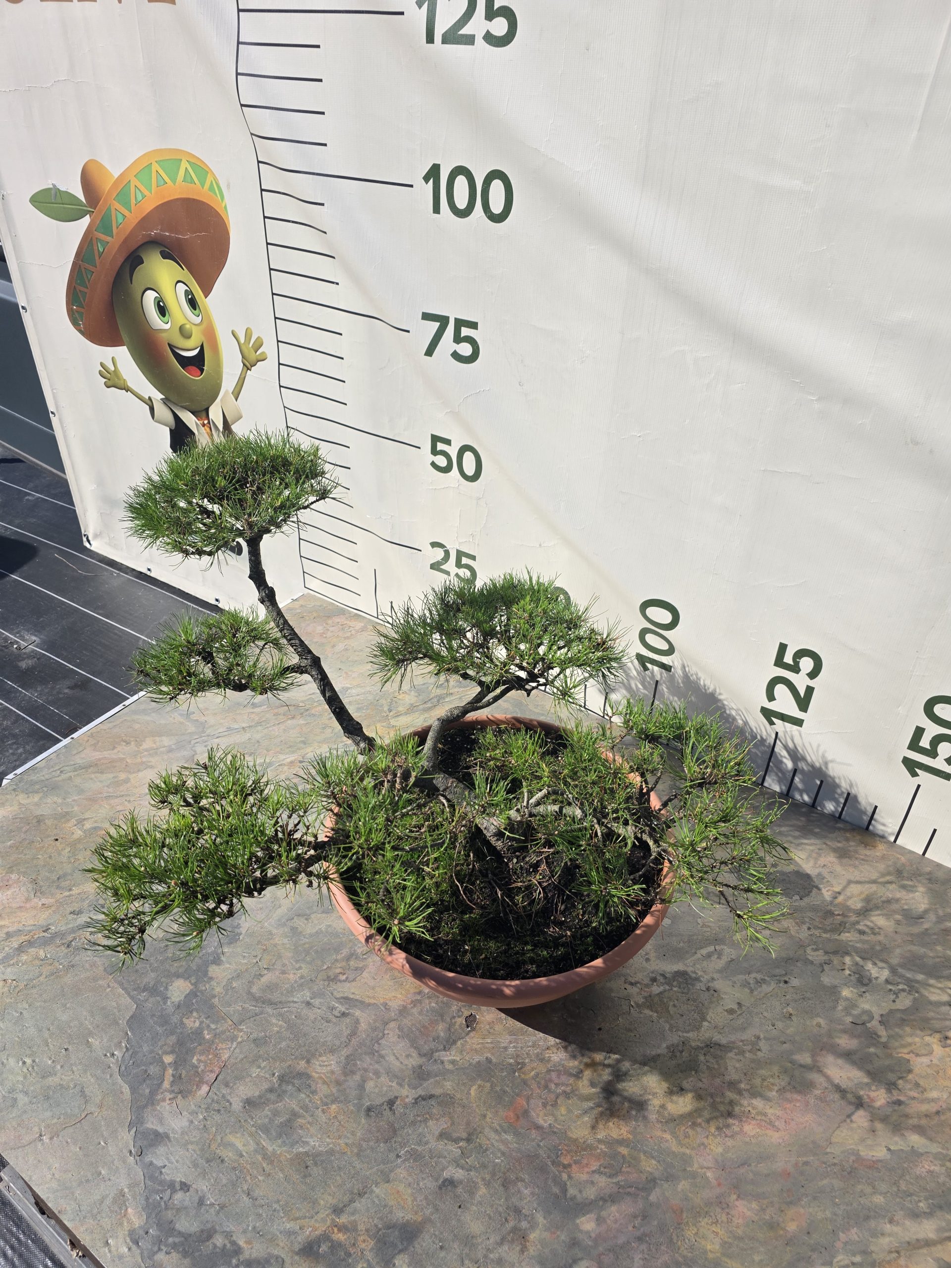 Pušis kalninė „Tyla“ (NIWAKI, lot. Pinus mugo) C31 51–76 CM - Image 2