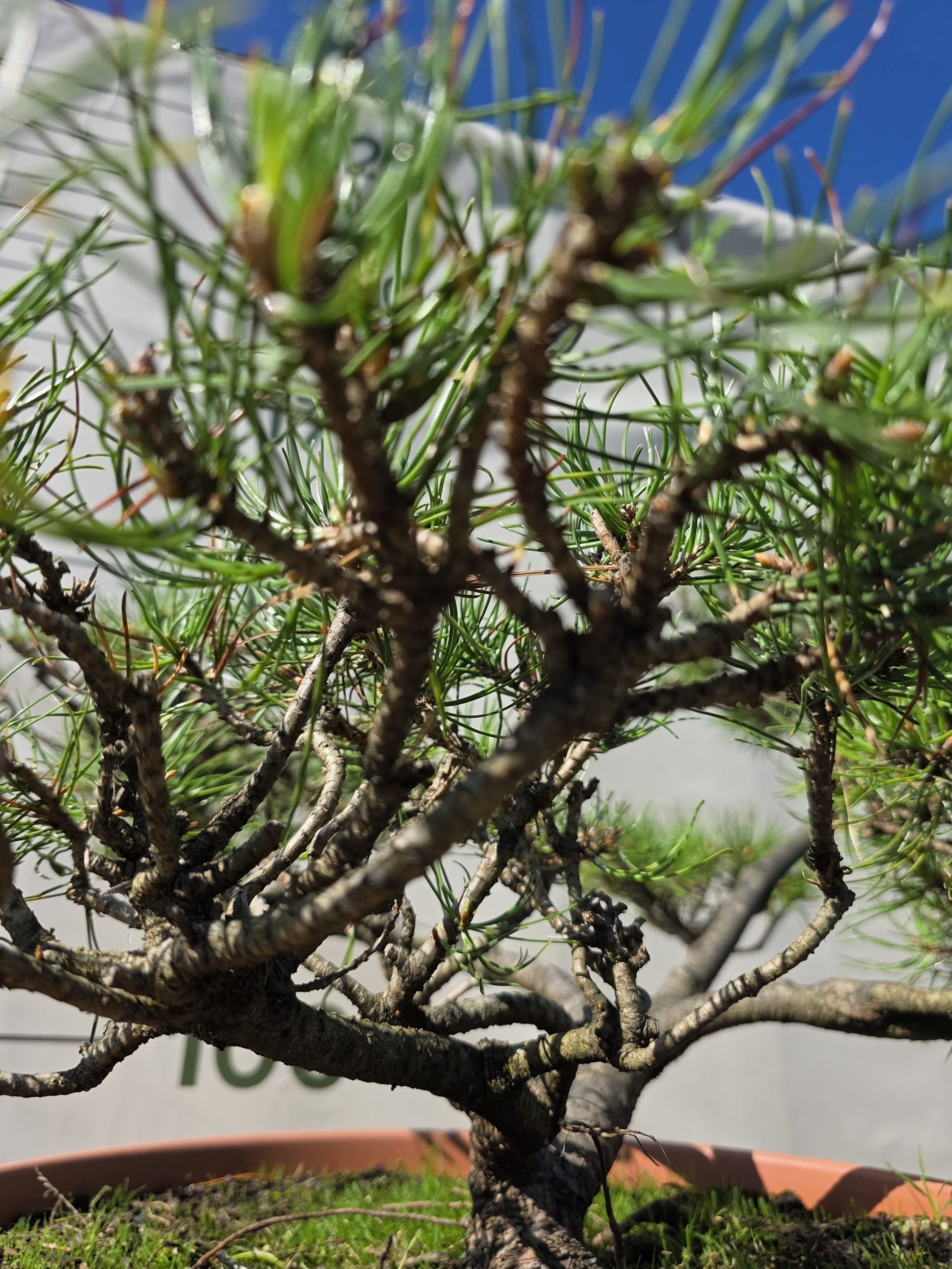 Pušis kalninė „Tyla“ (NIWAKI, lot. Pinus mugo) C31 51–76 CM - Image 5