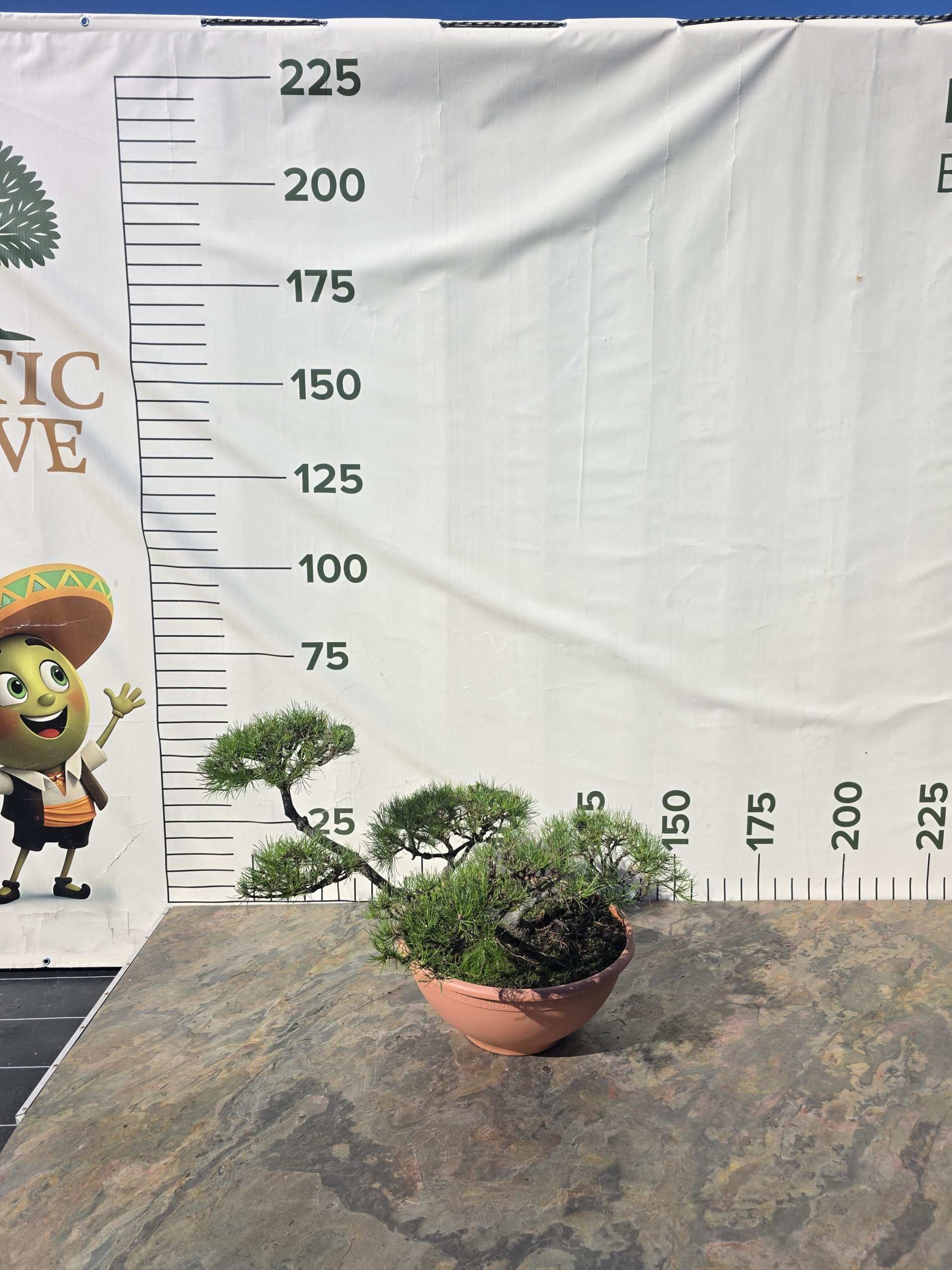 Pušis kalninė „Tyla“ (NIWAKI, lot. Pinus mugo) C31 51–76 CM - Image 6