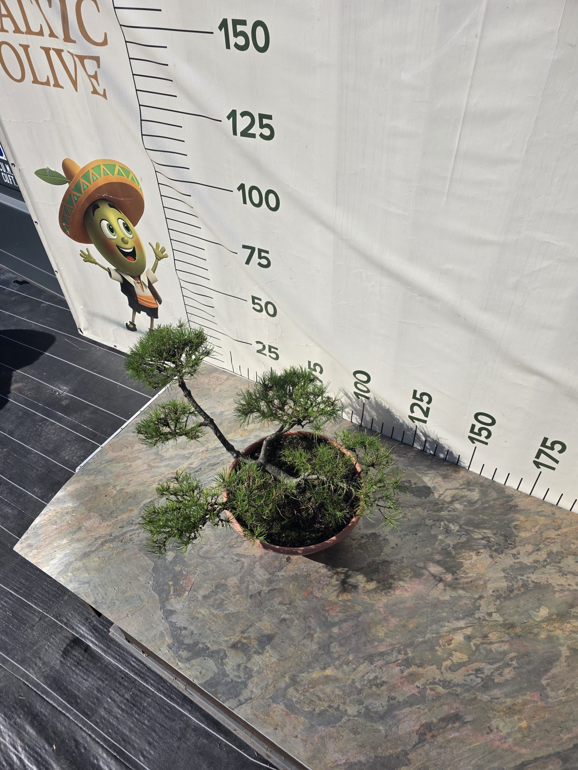 Pušis kalninė „Tyla“ (NIWAKI, lot. Pinus mugo) C31 51–76 CM - Image 7