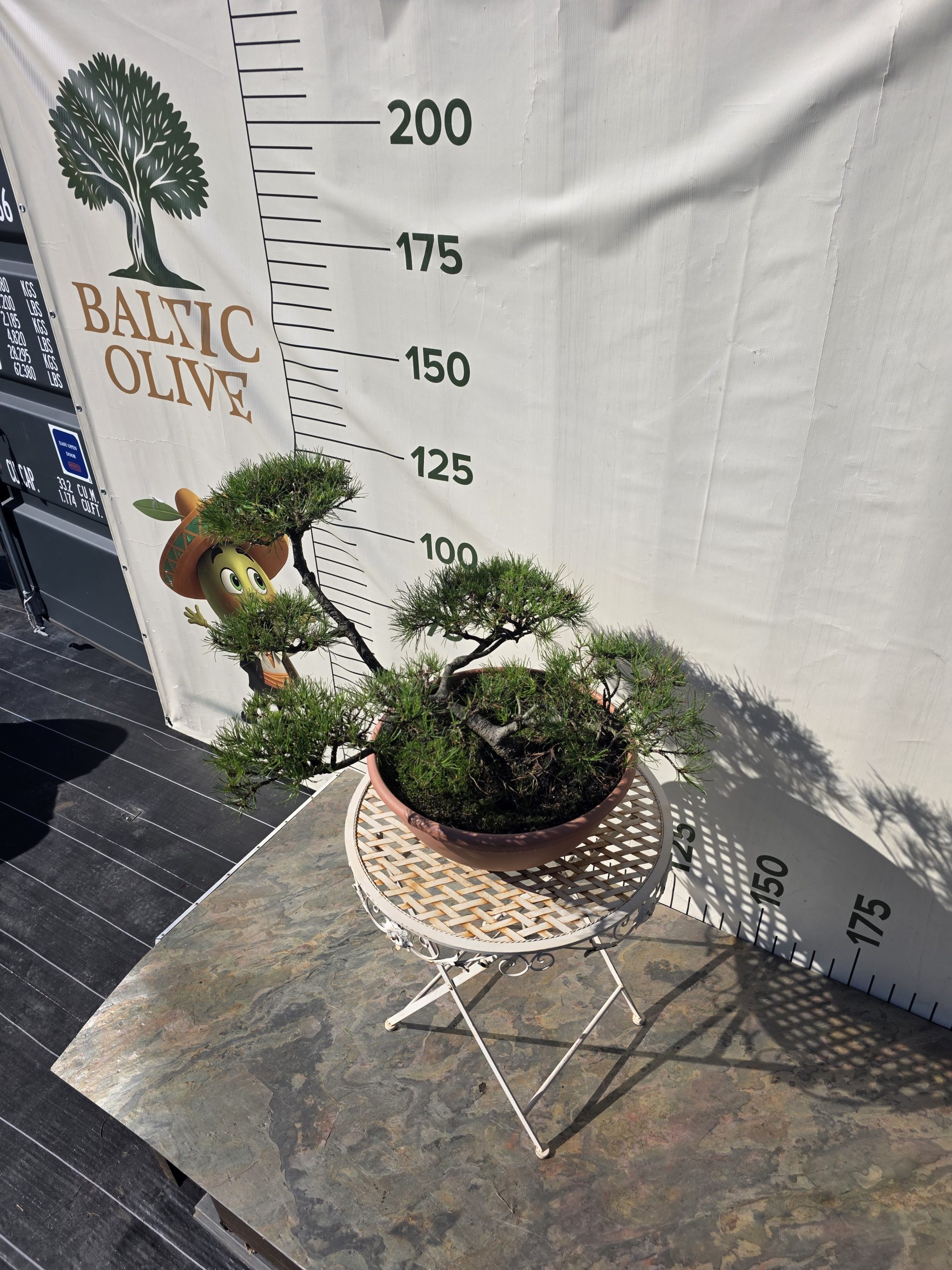 Pušis kalninė „Tyla“ (NIWAKI, lot. Pinus mugo) C31 51–76 CM - Image 8