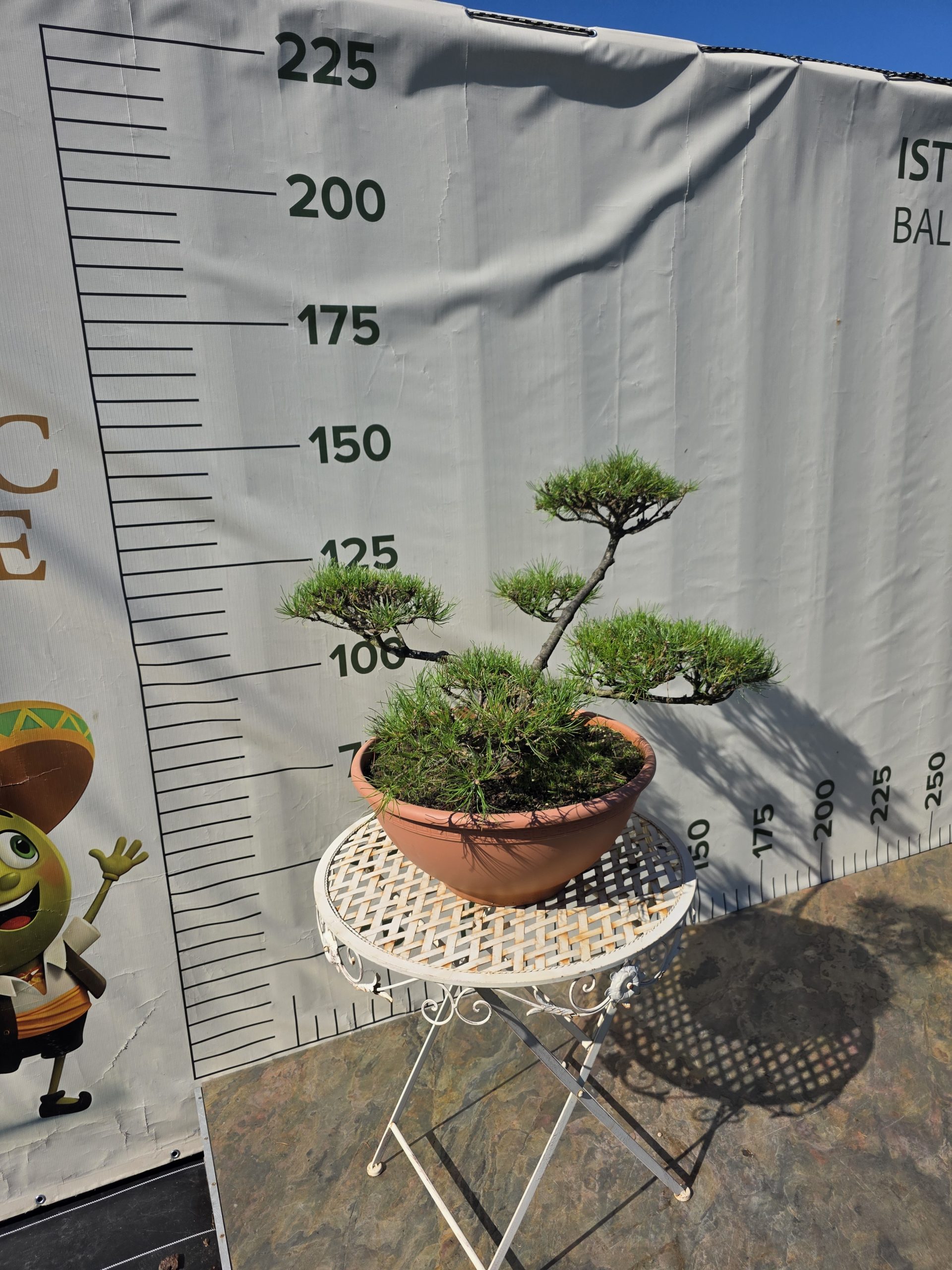 Pušis kalninė „Tyla“ (NIWAKI, lot. Pinus mugo) C31 51–76 CM - Image 9